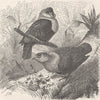 MADAGASCAR. Madagascar wart-pigeons 1895 old antique vintage print picture