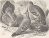 BIRDS. Crested & common bronze-winged doves  1895 old antique print picture