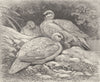 BIRDS. Ptarmigan in winter dress 1895 old antique vintage print picture