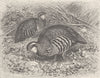 BIRDS. French partridges 1895 old antique vintage print picture