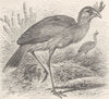 BIRDS. Brazilian seriema 1895 old antique vintage print picture