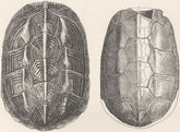 CHAIBASSA TERRAPIN. Shell & fossil-no horny shields 1896 old antique print