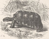 TORTOISES. Brazilian tortoise 1896 old antique vintage print picture