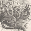 ANIMALS. Sipo, or Brazilian wood-snake  1896 old antique vintage print picture
