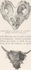 REPTILES. Skulls. Pavement & wall-toothed Anomodont 1896 old antique print