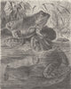 AMPHIBIANS. Bull-frogs disporting 1896 old antique vintage print picture