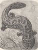 AMPHIBIANS. Giant salamander 1896 old antique vintage print picture