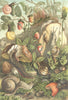 MOLLUSCS. Land molluscs 1896 old antique vintage print picture