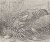 CRUSTACEANS. Common crayfish 1896 old antique vintage print picture