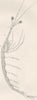 CRUSTACEANS. Long-necked shrimp, Leucifer 1896 old antique print picture