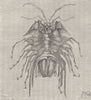 CRUSTACEANS. Serolis bromleyana 1896 old antique vintage print picture
