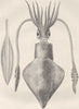 MOLLUSCS. Common squid, with pen 1896 old antique vintage print picture