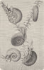 MOLLUSCS. Ramshorn snail  (Planorbis coreus) 1896 old antique print picture