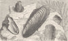 MOLLUSCS. Date-shells in the rock 1896 old antique vintage print picture