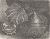 MOLLUSCS. Pearl-oysters 1896 old antique vintage print picture