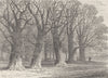 HYDE PARK. Group of old trees in Hyde Park. London c1880 antique print