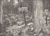 AUSTRALIA. Fernshaw. Fernshaw 1890 old antique vintage print picture