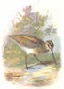 BIRDS. Common Snipe  1901 old antique vintage print picture
