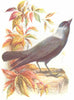 BIRDS. Jackdaw  1901 old antique vintage print picture