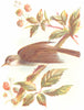 BIRDS. Whitethroat  1901 old antique vintage print picture