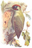 BIRDS. Green Woodpecker  1901 old antique vintage print picture