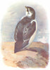 BIRDS. Little Auk  1901 old antique vintage print picture
