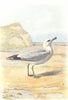 BIRDS. Common Gull  1901 old antique vintage print picture