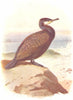 BIRDS. Cormorant  1901 old antique vintage print picture