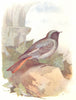 BIRDS. Black Redstart  1901 old antique vintage print picture
