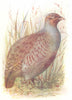 BIRDS. Partridge  1901 old antique vintage print picture