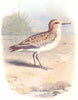 BIRDS. Little Stint  1901 old antique vintage print picture
