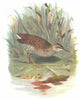 BIRDS. Water Rail  1901 old antique vintage print picture