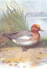 BIRDS. Wigeon  1901 old antique vintage print picture