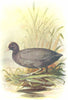 BIRDS. Coot  1901 old antique vintage print picture