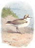 BIRDS. Kentish Plover  1901 old antique vintage print picture