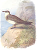 BIRDS. Richardson's Skua  1901 old antique vintage print picture
