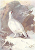 BIRDS. Ptarmigan  1901 old antique vintage print picture