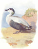 BIRDS. Eider Duck  1901 old antique vintage print picture