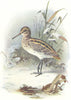 BIRDS. Jack Snipe  1901 old antique vintage print picture