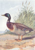 BIRDS. Duck  1901 old antique vintage print picture