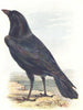BIRDS. Raven  1901 old antique vintage print picture
