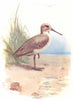 BIRDS. Dunlin  1901 old antique vintage print picture