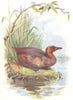 BIRDS. Little Grebe  1901 old antique vintage print picture