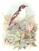 BIRDS. Pied Flycatcher  1901 old antique vintage print picture