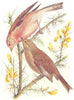 BIRDS. Linnet. Linnets 1901 old antique vintage print picture
