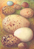 EGGS. Meadow, Tree Pipit; Dunlin; Landrail; Skua; Wigeon 1901 old print