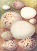 EGGS. Sand Martin; Stint; Kite; White-Throat; Redwing 1901 old antique print