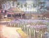 JAPAN. Gdns. Iris garden 1904 old antique vintage print picture