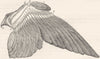 BIRDS. Wing part stripped of Feathers, Quills c1870 old antique print picture