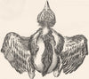 BIRDS. Young Blackbird post escape egg, feathers c1870 old antique print